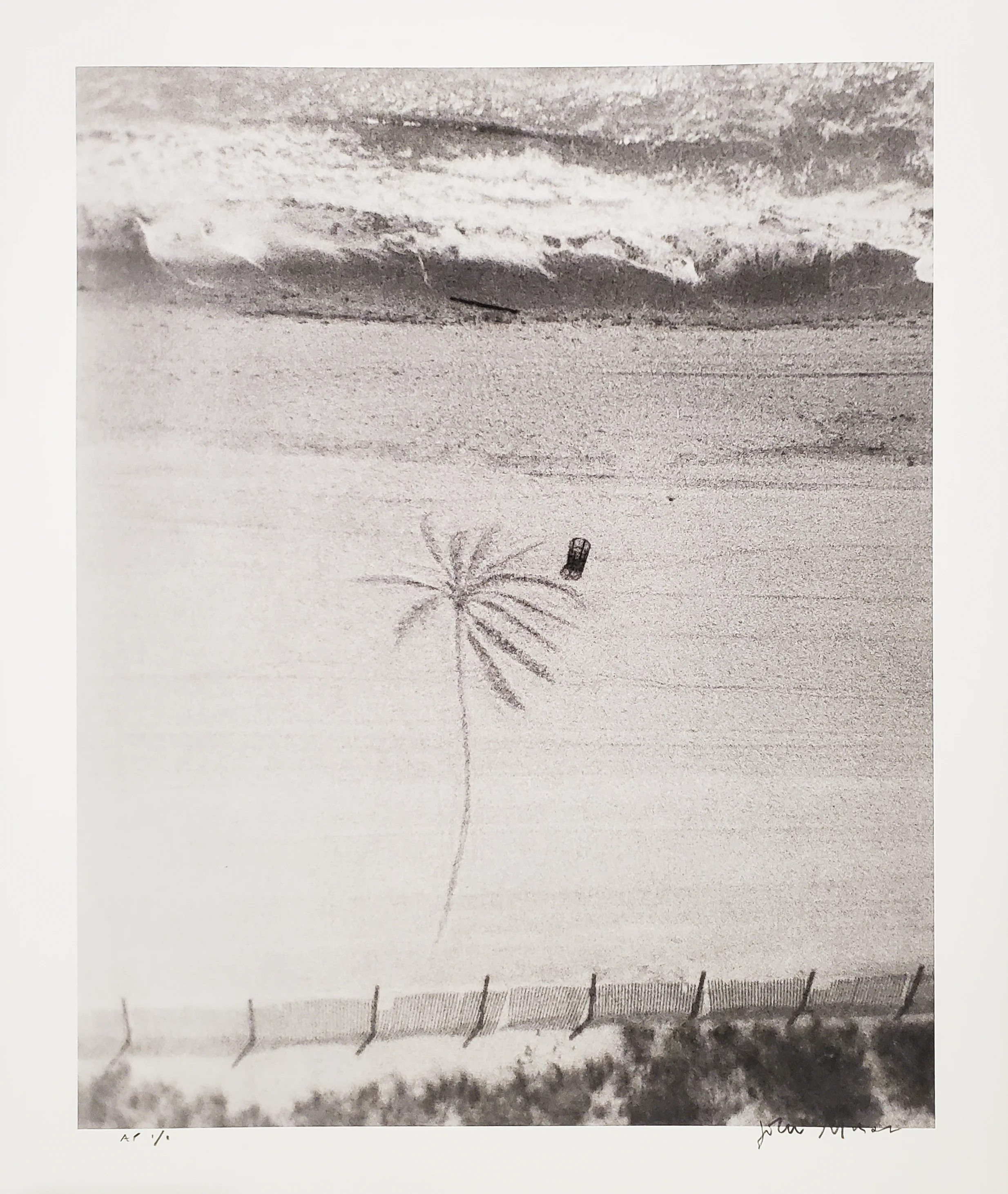 Sand Palm A/P